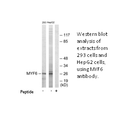 Product image for MYF6 Antibody