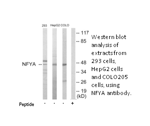 Product image for NFYA Antibody