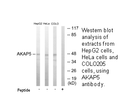 Product image for AKAP5 Antibody