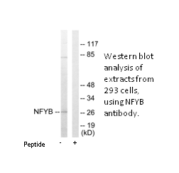 Product image for NFYB Antibody