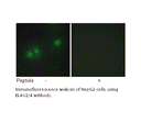 Product image for ELAV2/4 Antibody