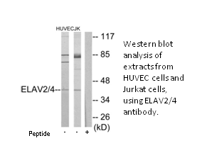 Product image for ELAV2/4 Antibody