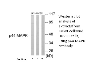 Product image for p44 MAPK Antibody