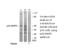 Product image for p42 MAPK Antibody
