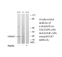 Product image for HOXA7 Antibody