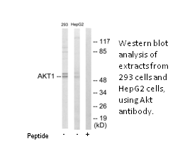 Product image for Akt Antibody