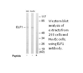 Product image for ELF1 Antibody