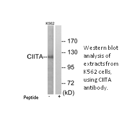 Product image for CIITA Antibody