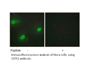 Product image for CSTF2 Antibody