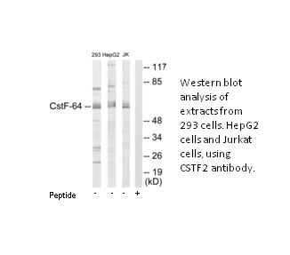Product image for CSTF2 Antibody