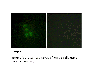Product image for hnRNP G Antibody