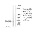 Product image for TNFSF9 Antibody