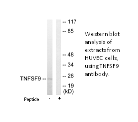Product image for TNFSF9 Antibody