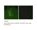 Product image for FRK Antibody