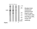 Product image for YAP Antibody