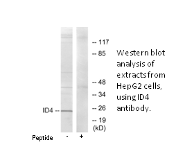 Product image for ID4 Antibody