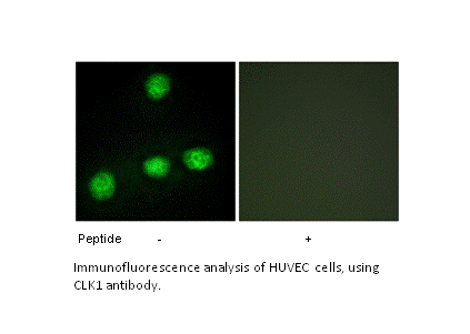 Product image for CLK1 Antibody
