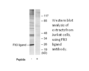 Product image for Flt3 ligand Antibody