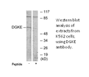 Product image for DGKE Antibody
