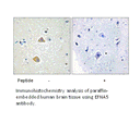 Product image for EFNA5 Antibody