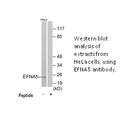 Product image for EFNA5 Antibody