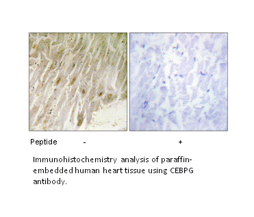 Product image for CEBPG Antibody