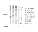 Product image for MAPK10 Antibody