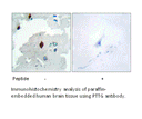 Product image for PTTG Antibody