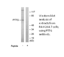 Product image for PTTG Antibody