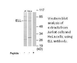Product image for ELL Antibody
