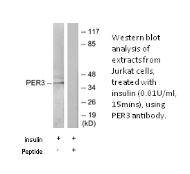 Product image for PER3 Antibody
