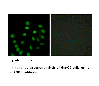 Product image for SCAND1 Antibody