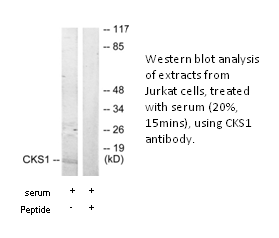 Product image for CKS1 Antibody