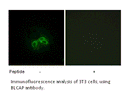 Product image for BLCAP Antibody