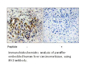 Product image for IRX3 Antibody