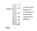 Product image for FOXK1 Antibody