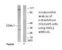 Product image for CDKL1 Antibody