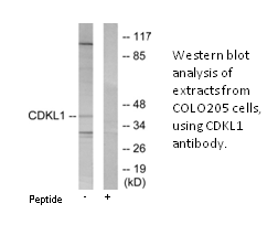 Product image for CDKL1 Antibody