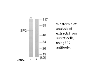 Product image for SP2 Antibody