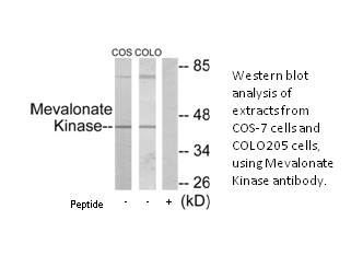 Product image for Mevalonate Kinase Antibody