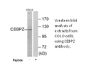 Product image for CEBPZ Antibody