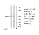 Product image for CSTF1 Antibody