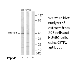 Product image for CSTF1 Antibody