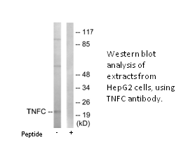 Product image for TNFC Antibody