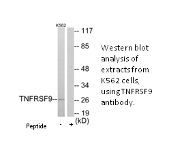 Product image for TNFRSF9 Antibody