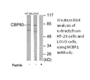 Product image for NCBP1 Antibody