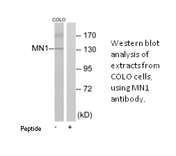 Product image for MN1 Antibody