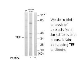 Product image for TEF Antibody