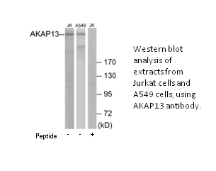 Product image for AKAP13 Antibody