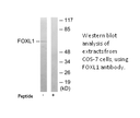 Product image for FOXL1 Antibody